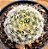 Mammillaria schiedeana - Imagem 1