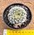 Mammillaria schiedeana - Imagem 2