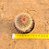 Mammillaria spinossissima - Imagem 3