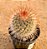 Mammillaria spinossissima - Imagem 2