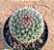 Mammillaria tenango del valle - Imagem 1