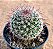 Mammillaria tenango del valle - Imagem 2