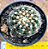 Mammillaria uebelmannianus - Imagem 1