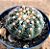 Mammillaria uebelmannianus - Imagem 2