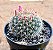 Mammillaria weissingerii - Imagem 3