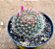 Mammillaria weissingerii - Imagem 2