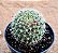 Mammillaria willdi - Imagem 2