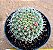 Mammillaria willdi - Imagem 1
