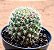 Mammillaria willdi - Imagem 3