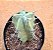 Myrtillocactus geometrizans - Imagem 2