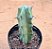 Myrtillocactus geometrizans - Imagem 1