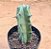 Myrtillocactus geometrizans - Imagem 3