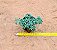 Sedum hispanico - blue carpet - Imagem 4