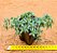 Sedum hispanico - blue carpet - Imagem 2