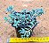 Sedum hispanico - blue carpet - Imagem 2