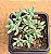 Sedum hispanico - blue carpet - Imagem 2