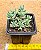 Sedum hispanico - blue carpet - Imagem 3