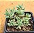 Sedum hispanico - blue carpet - Imagem 1