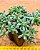 Sedum hispanico - blue carpet - Imagem 1