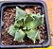 Faucaria bosscheana - Imagem 1
