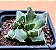 Faucaria bosscheana - Imagem 2
