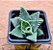 Faucaria albidens  - boca de tubarão - Imagem 1