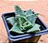Faucaria albidens  - boca de tubarão - Imagem 2