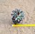 Kalanchoe tomentosa minor - Imagem 1