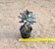 Kalanchoe tomentosa minor - Imagem 2