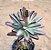 Kalanchoe tomentosa minor - Imagem 3