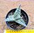 Gonialoe  variegata - aloe variegato - Imagem 1
