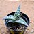 Gonialoe  variegata - aloe variegato - Imagem 2