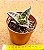 Gonialoe  variegata - aloe variegato - Imagem 2