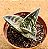 Gonialoe  variegata - aloe variegato - Imagem 1