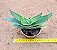 Aloe striata - Imagem 3
