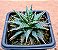 Aloe pepe - Imagem 2