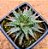 Aloe pepe - Imagem 1
