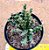 Euphorbia dichroa - Imagem 2