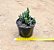Euphorbia dichroa - Imagem 3