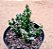 Euphorbia dichroa - Imagem 1