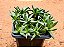 Carbobrothus edulis - Imagem 1