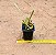 Euphorbia saxorum - Imagem 3
