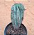 Euphorbia horrida - Imagem 1