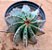 Euphorbia horrida - Imagem 2
