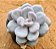 Pachyphytum glutinicaule - Imagem 2