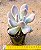 Pachyphytum glutinicaule - Imagem 2