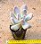 Pachyphytum glutinicaule - Imagem 3