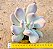 Pachyphytum glutinicaule - Imagem 1