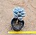 Pachyphytum glutinicaule - Imagem 3