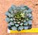 Echeveria swallow - Imagem 1